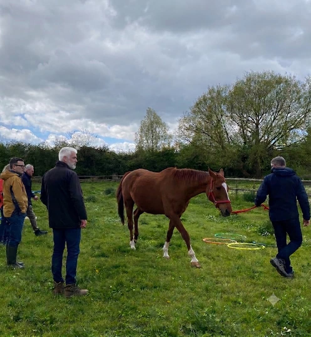 Leaders working with a horse in a field during a Lequin team coaching session